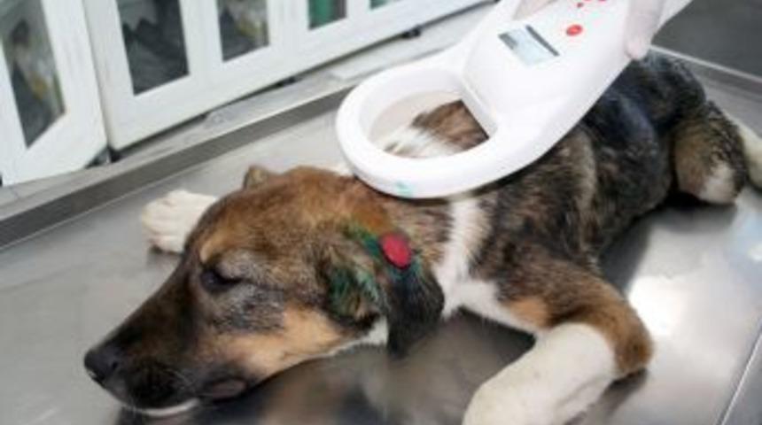 Afyonkarahisar'da 400 Sokak Hayvanı Kısırlaştırılacak