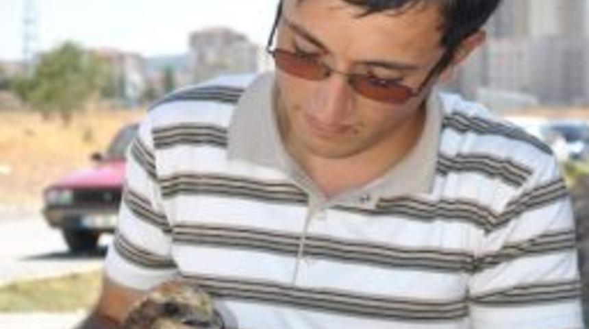 Bulduğu Yaralı Şahine Sahip &Ccedil;ıktı