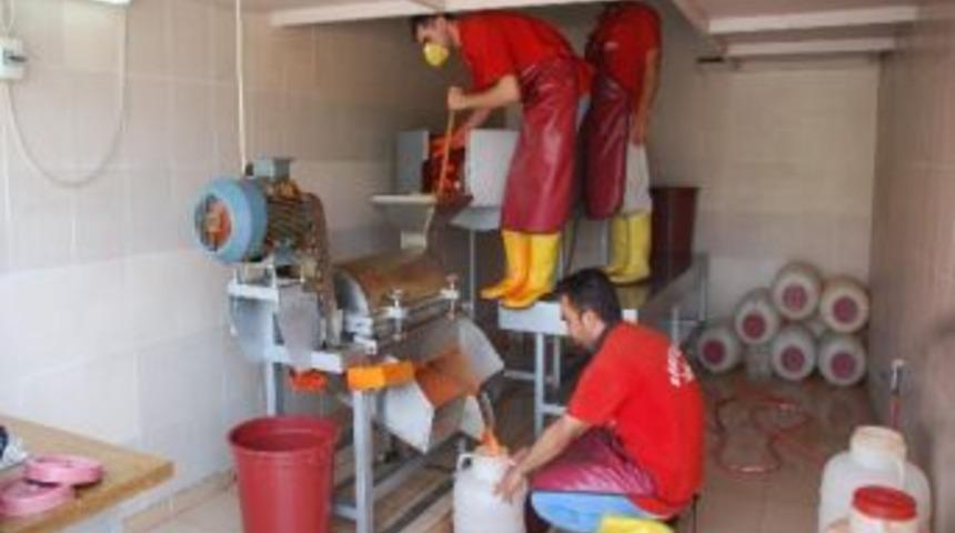 Sal&ccedil;alık Biber Telaşı Başladı