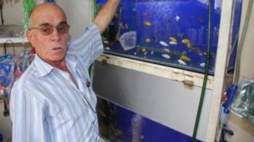 Strese Karşı Akvaryum Balığı