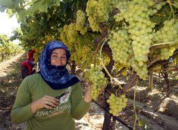 'Superior seedless' üzüm ihcaatında ilk gün 54 TIR çıkış yaptı