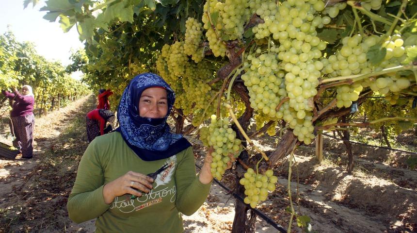 'Superior seedless' üzüm ihcaatında ilk gün 54 TIR çıkış yaptı