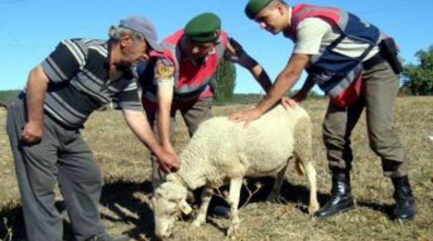 Koyun &Ccedil;alan Hırsızlar Jandarmadan Ka&ccedil;amadı