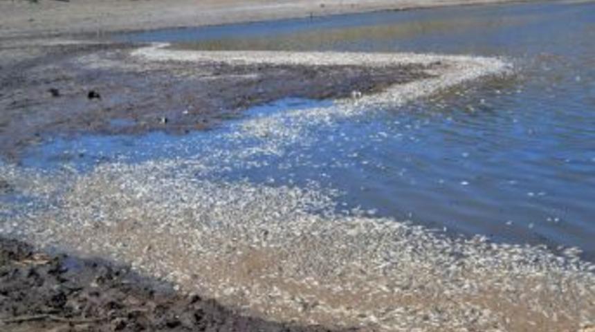Balıklar İntihar Etti