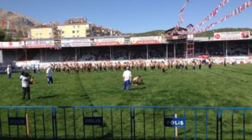 660. Elmalı Yağlı Pehlivan G&uuml;reşleri Başladı