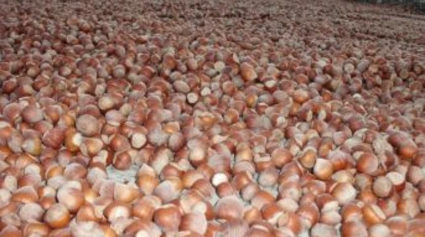 Fındıkta Destek 3 yıl daha devam edecek