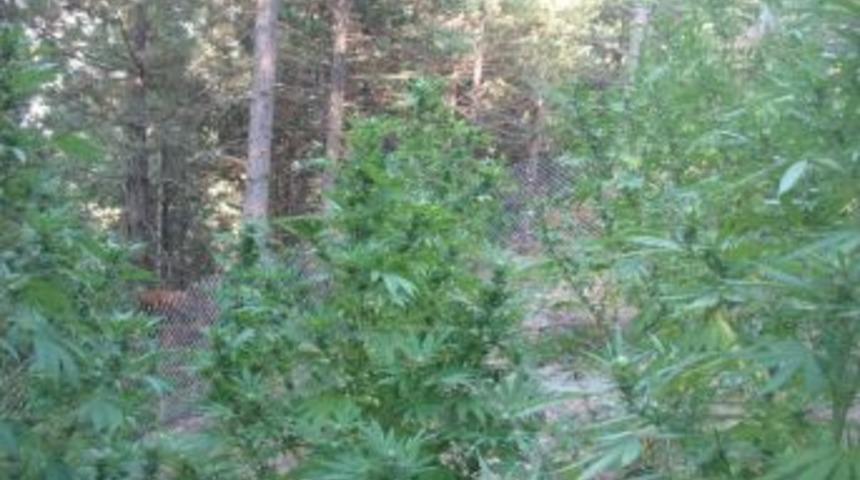 &Ccedil;amlıyayla&rsquo;da 40 K&ouml;k Hint Keneviri Ele Ge&ccedil;irildi