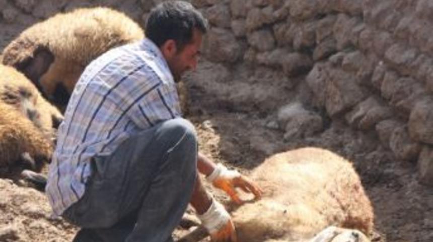 (&ouml;zel Haber) Kurtlar Şehre İndi