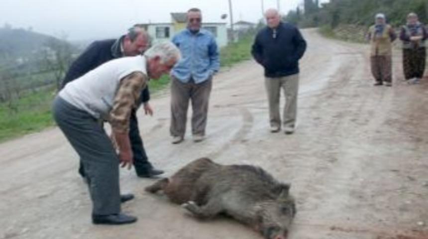 Bor'da K&ouml;yl&uuml;ler Domuz N&ouml;betinde