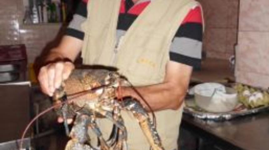 Enez&rsquo;de "dev Istakoz" Şaşkınlığı