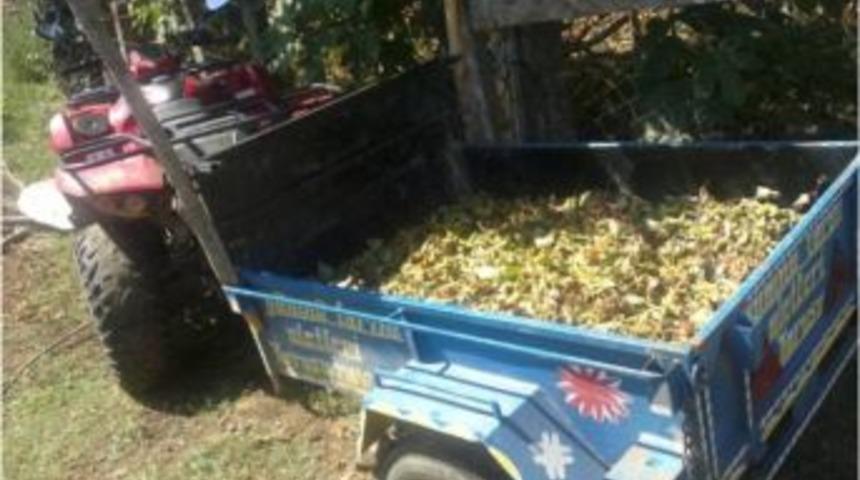 Sakarya&rsquo;da Fındık Hasadı Devam Ediyor