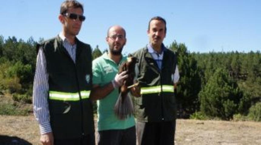 Tedavi Edilen Şahin, Doğaya Salındı