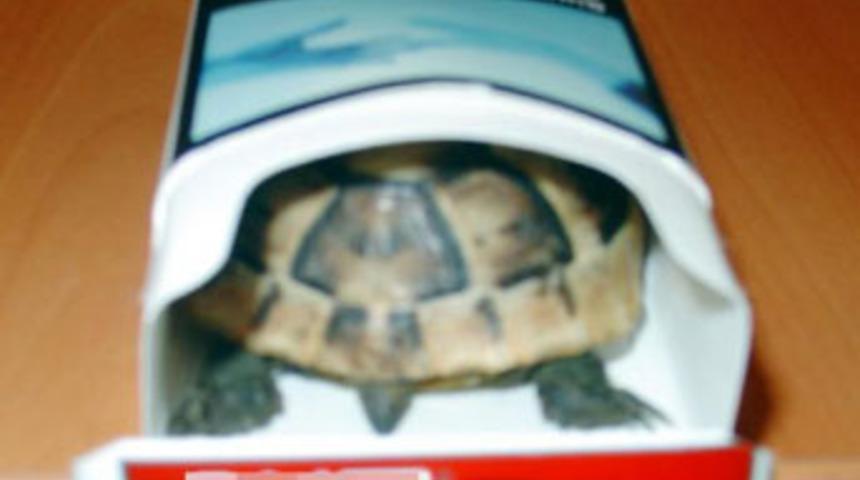 Sigara paketinden kaplumbağa &ccedil;ıktı