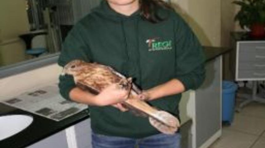 Hayvansever Vatandaş Yaralı Şahin&rsquo;e Sahip &Ccedil;ıktı