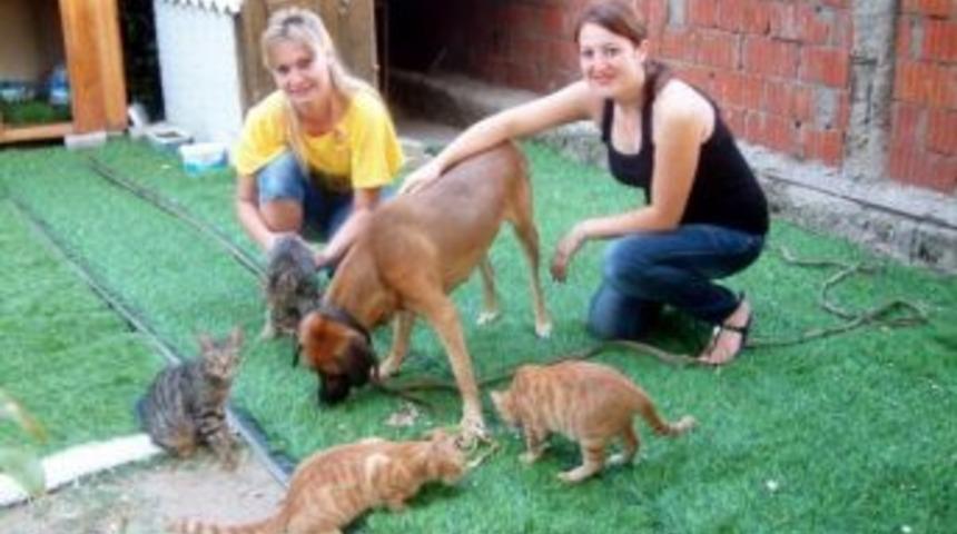 Fedakar K&ouml;pek, 5 Kedi Yavrusuna Analık Yapıyor