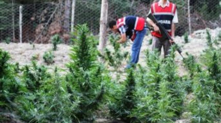 Toroslarda Kenevir Operasyonu