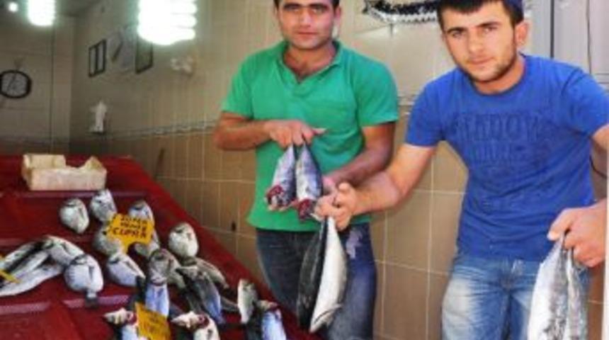 Protestoya Rağmen Balık Tezgahlarda