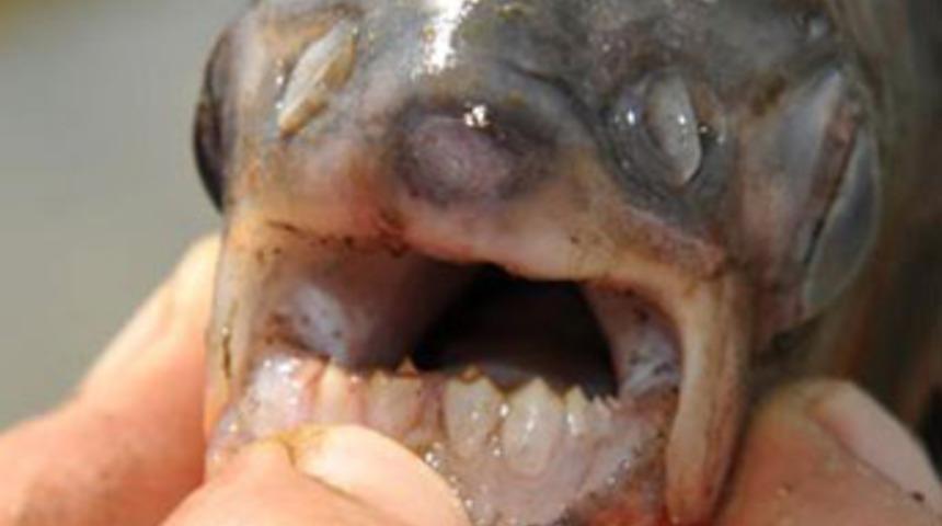 Pirana yaşlı adamı ısırdı