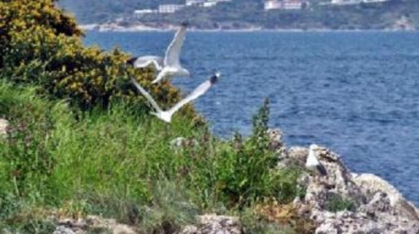 Anadolu'da 70 Bin T&uuml;r Canlı Yaşıyor