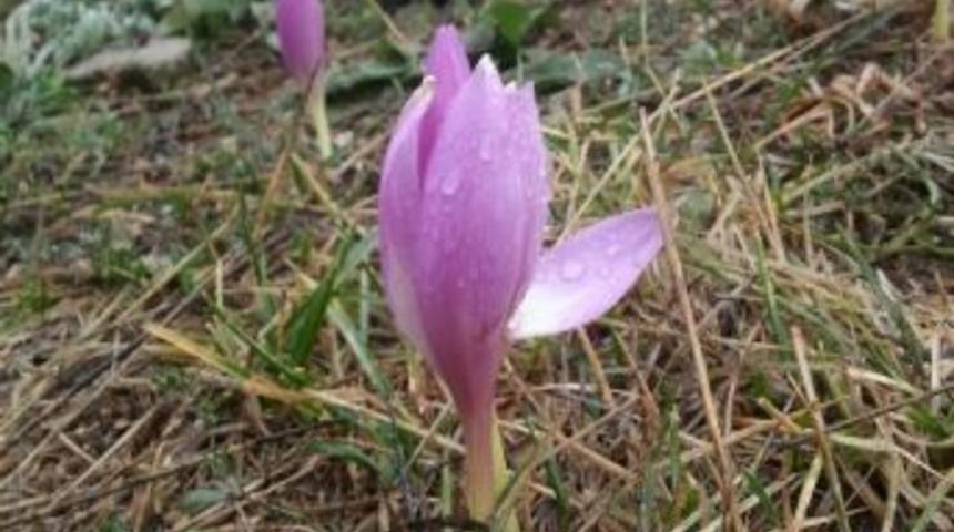 Yaylalarda Vargit Zamanı