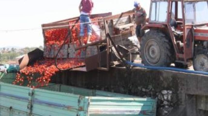 Domateste Verim D&uuml;şt&uuml;