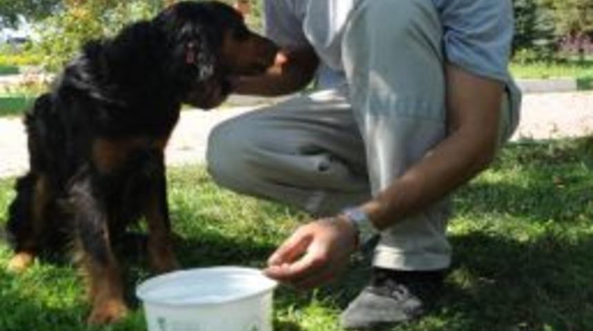 Bursa&rsquo;da Hayvanlar İ&ccedil;in Her K&ouml;şeye Bir Tas Su