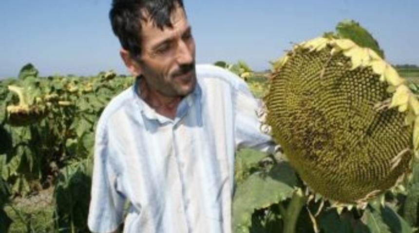 Ay&ccedil;i&ccedil;eği Alım Kampanyası Başladı