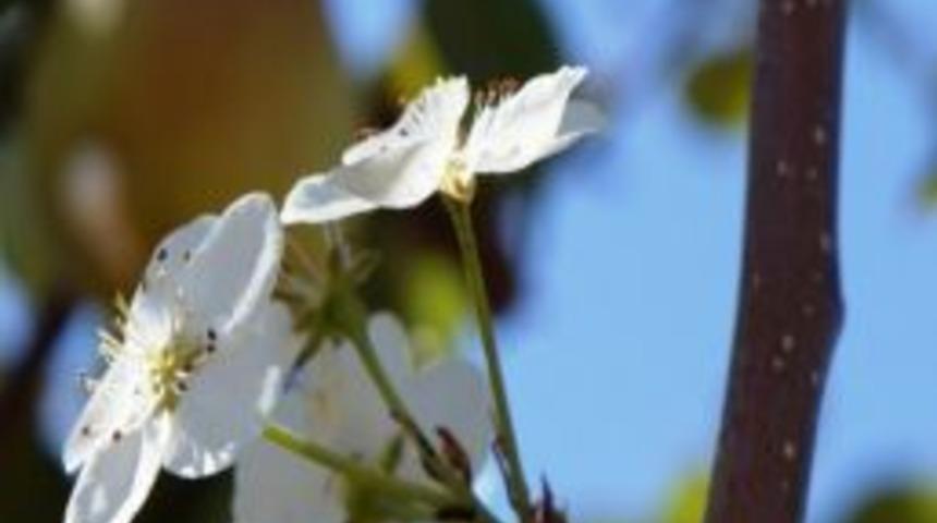 Armut Ağacı İkinci &Uuml;r&uuml;n Vermeye Başladı