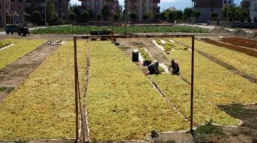 &Uuml;z&uuml;m Futbolu Şutladı