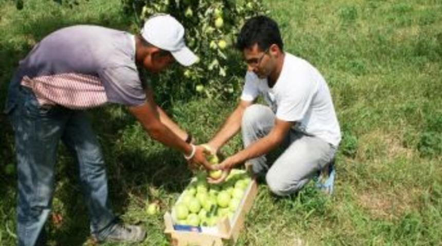 Iğdır&rsquo;da Elma Hasadı