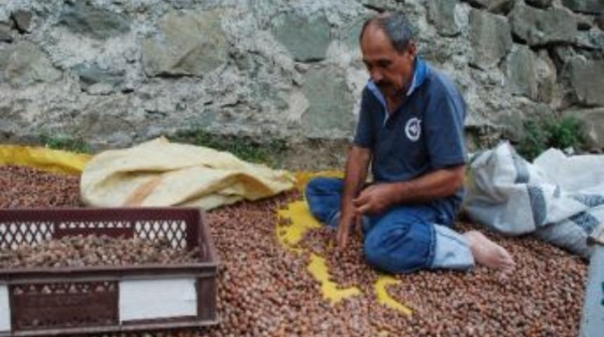 İla&ccedil;lama Yapılmayan Fındık Zarara Uğrattı