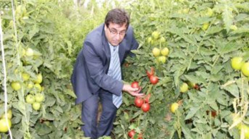 Erzincan, Domates &Uuml;retiminde B&ouml;lgenin Lideri Konumunda