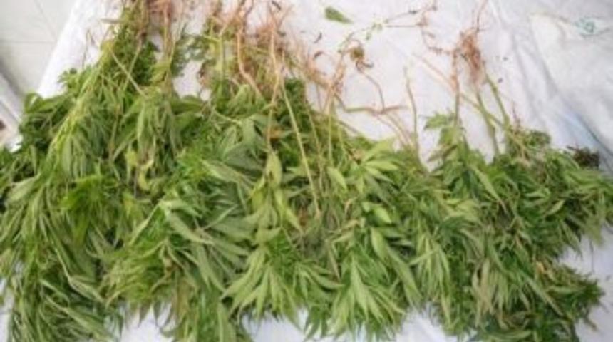 Yozgat Jandarma&rsquo;dan Esrar Operasyonu