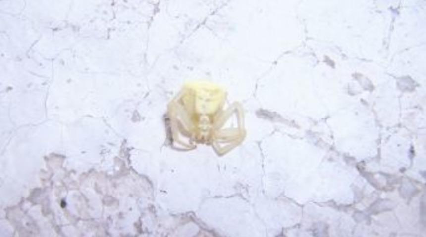 İnsan Y&uuml;zl&uuml; &Ouml;r&uuml;mcek G&ouml;renleri Şaşırttı