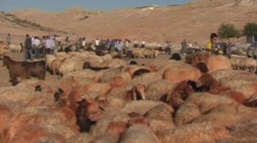 Şimdi de ka&ccedil;ak koyun&hellip;