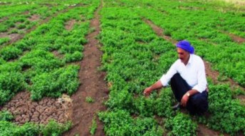 Siverek'te Nane Yetiştiriciliği