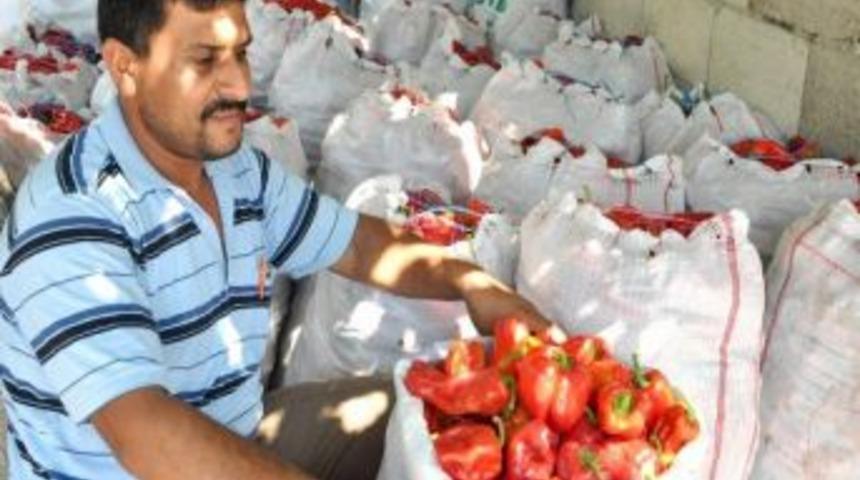 Meşhur Karra İsotu Yok Satıyor