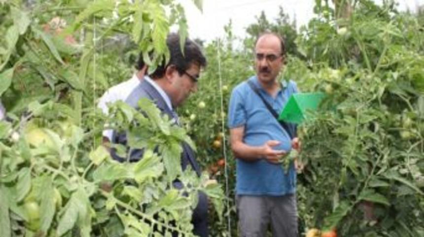 Domates Üretiminde Erzincan Bölgenin Lideri Konumunda