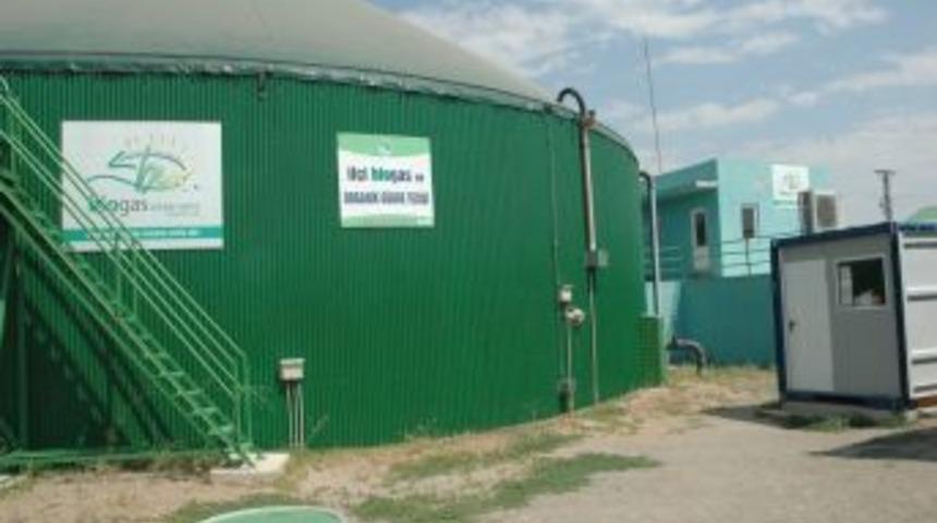 Hayvan G&uuml;bresinden 150 Eve Yetecek Elektrik &Uuml;retiyorlar