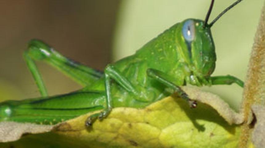 Ni&ccedil;in b&ouml;cek yemiyoruz?