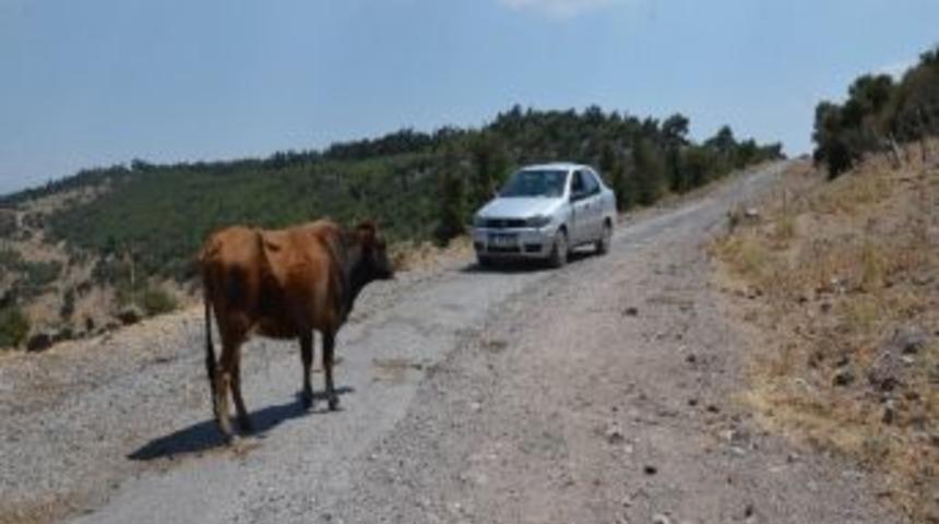 İnek Yol Kesti