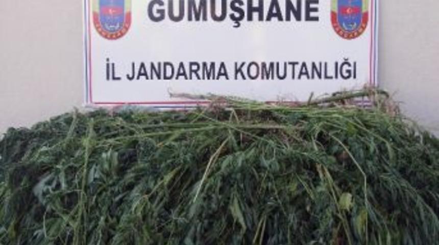 G&uuml;m&uuml;şhane&rsquo;de 947 K&ouml;k Kenevir Ele Ge&ccedil;irildi