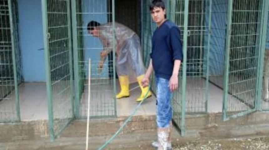 Uşak Belediyesi 3 Yılda Bin 700 Sokak K&ouml;peğini Kısırlaştırdı