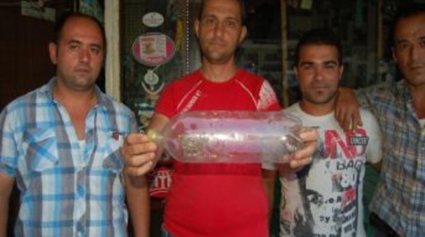 Yavru Yılanlar İlgi Odağı Oldu