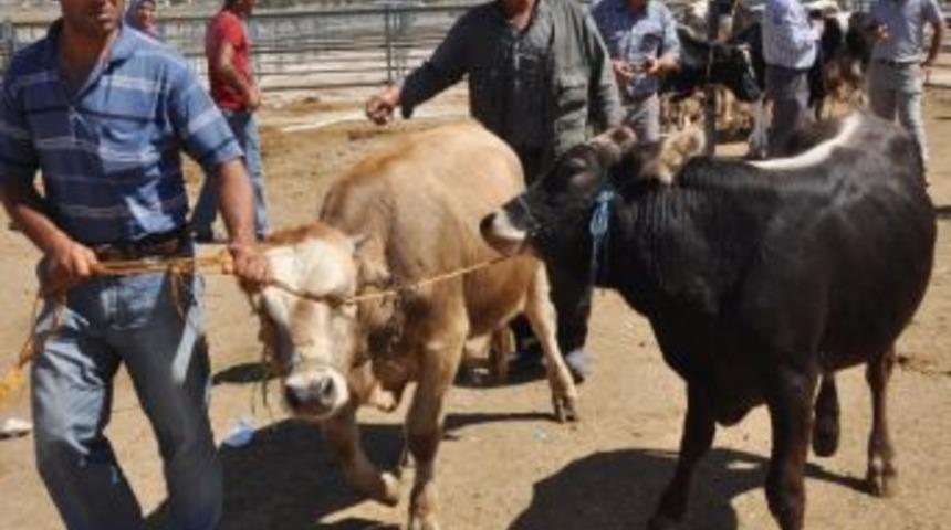 Hayvan &Uuml;reticileri &Ccedil;areyi Kesmek Ya Da Satmakta Buluyor