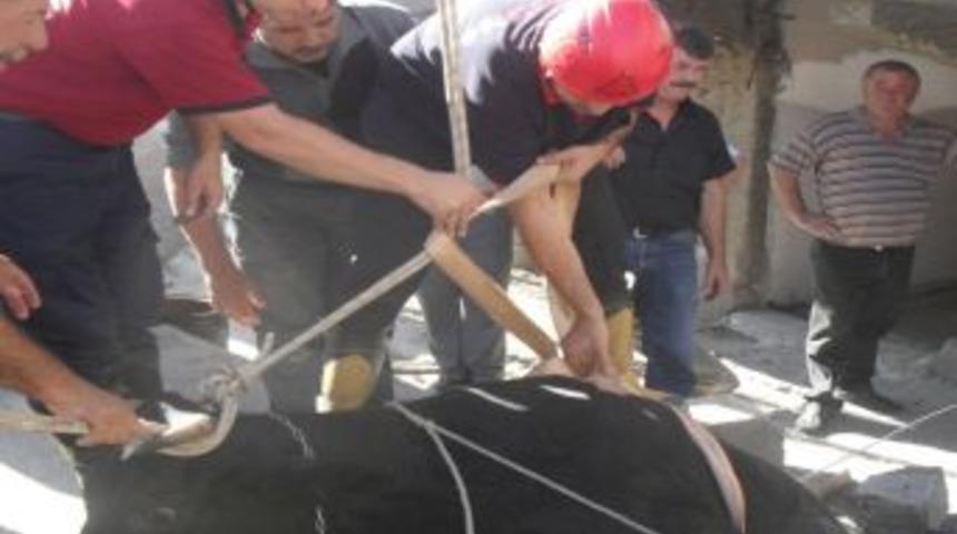 250 Kiloluk Sığır 7 Metrelik Kuyuya D&uuml;şt&uuml;