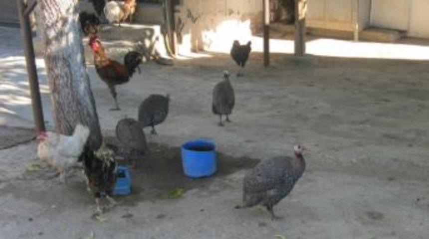 Be&ccedil; Tavukları İle Birlikte Kene Vakaları Azaldı