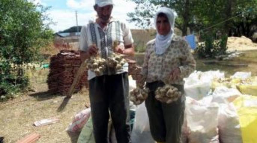 Alternatif &Uuml;r&uuml;nlerde Sonu&ccedil; Alınmaya Başlandı