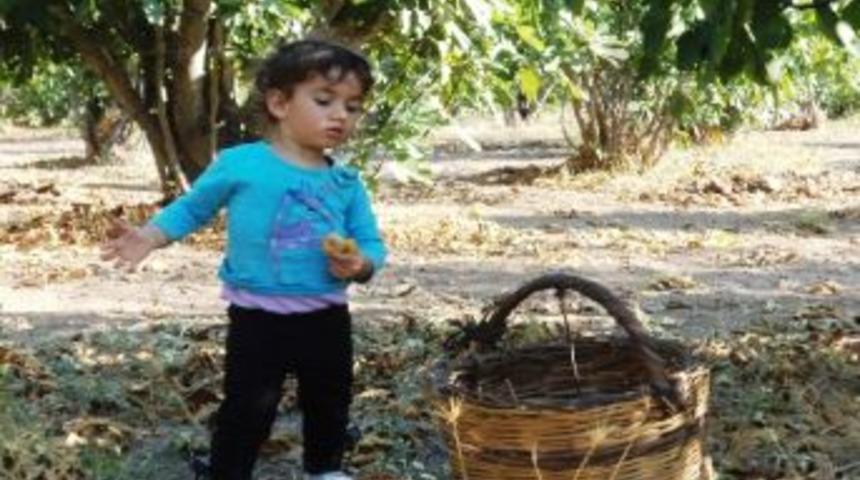 Yediden Yetmişe İncir Hasadı