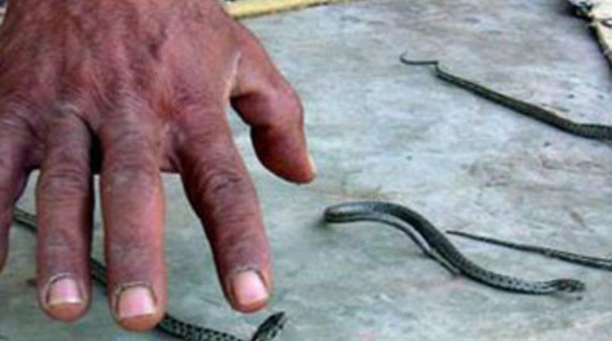 25 yıldır yılanlı evde yaşıyorlar